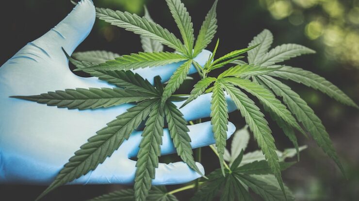 Apa itu Ganja dan Efek Sampingnya
